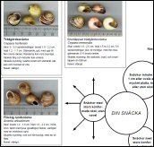 Lärande om snäckor och musslor