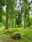 Skyddad natur i Nynäshamns kommun